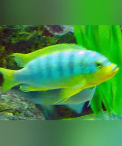 Ice Blue Cichlid