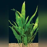 java fern
