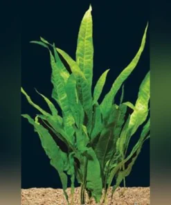 java fern