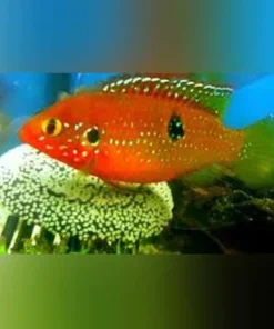 Jewel Cichlid