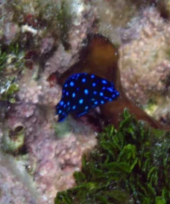 Jewel Damselfish