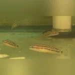 Julidochromis Ornatus Cichlid