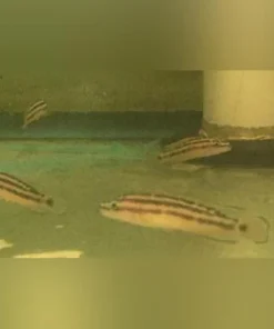 Julidochromis Ornatus Cichlid