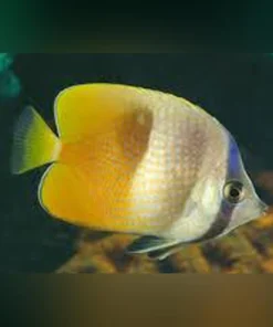 Sunburst Butterflyfish