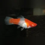 Koi Kohaku Red Eye Swordtail