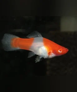 Koi Kohaku Red Eye Swordtail