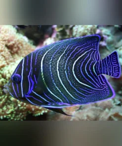 Koran Angelfish
