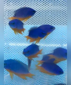 Azure Damselfish