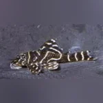 L-129 Colombian Zebra Pleco