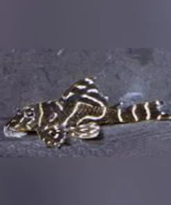 L-129 Colombian Zebra Pleco