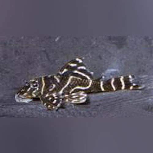L-129 Colombian Zebra Pleco