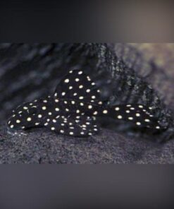 L-201 Snowball Pleco