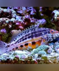 Lantern Basslet