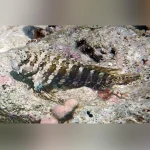 Lawnmower Blenny