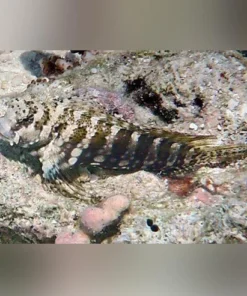 Lawnmower Blenny