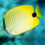 Lemon Butterflyfish