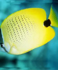 Lemon Butterflyfish
