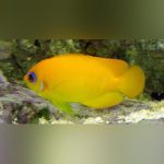 Lemon Peel Angelfish 