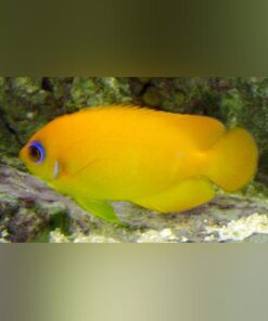 Lemon Peel Angelfish 