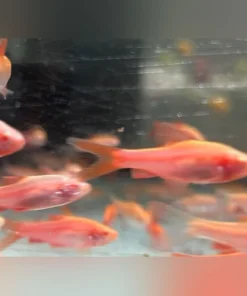 Long Fin Albino Cherry Barb