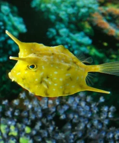 Longhorn Cowfish