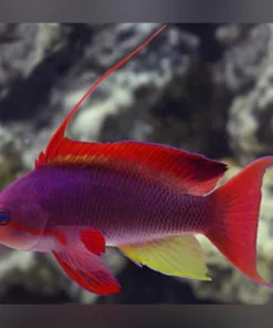 Alternative view of Squamipinis Blue Eye Anthias (Female)