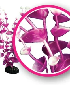 Magenta Tulips