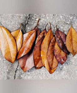 Magnolia Leaves