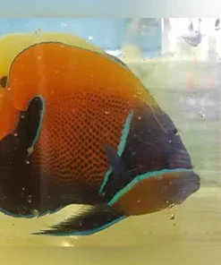 Majestic Angelfish