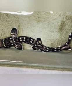 Marble Shark