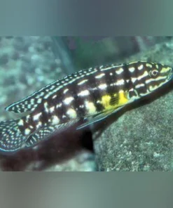 Julidochromis Marlieri Cichlid