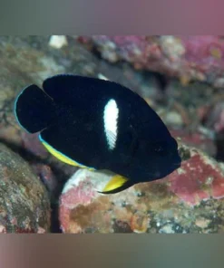 Melas Angelfish 