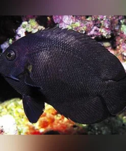 Midnight Angelfish