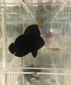 Alternative view of Midnight Angelfish