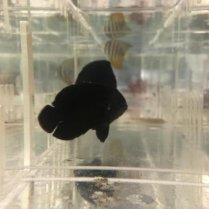 Midnight Angelfish - Image 2