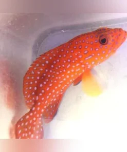 Miniatus Grouper