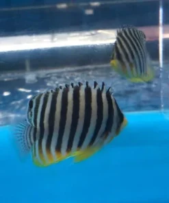Multibar Angelfish