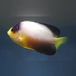 Multicolor Angelfish 