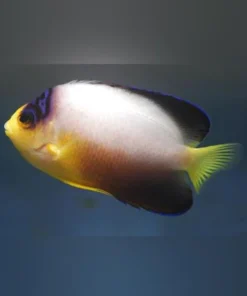 Multicolor Angelfish 