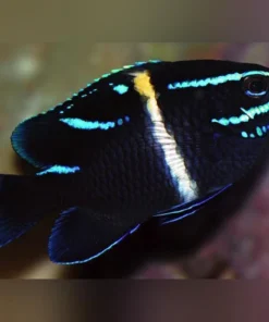 Blue Velvet Damselfish