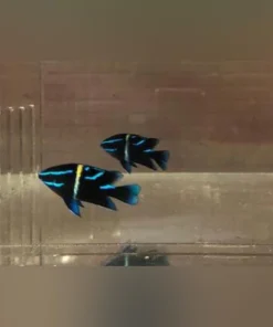 Alternative view of Blue Velvet Damselfish