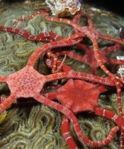 Brittle Starfish koi