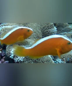 Orange Skunk Clownfish