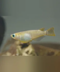 Mandarine Orange Ricefish