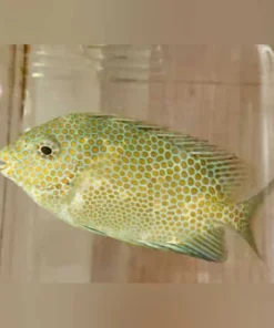 Orange Spotted Rabbitfish
