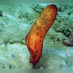 Orbicular Batfish