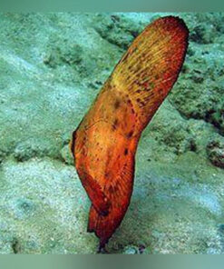 Orbicular Batfish