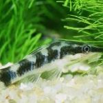 Zebra Otocinclus