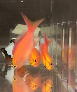 Parvirostris Anthias Male