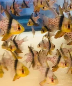 Pajama Cardinalfish